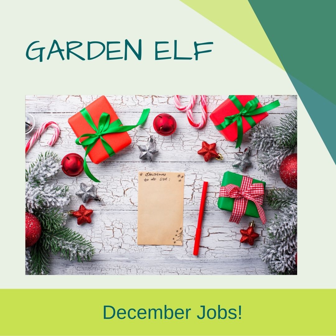 Garden Elf’s Garden Year – December post thumbnail