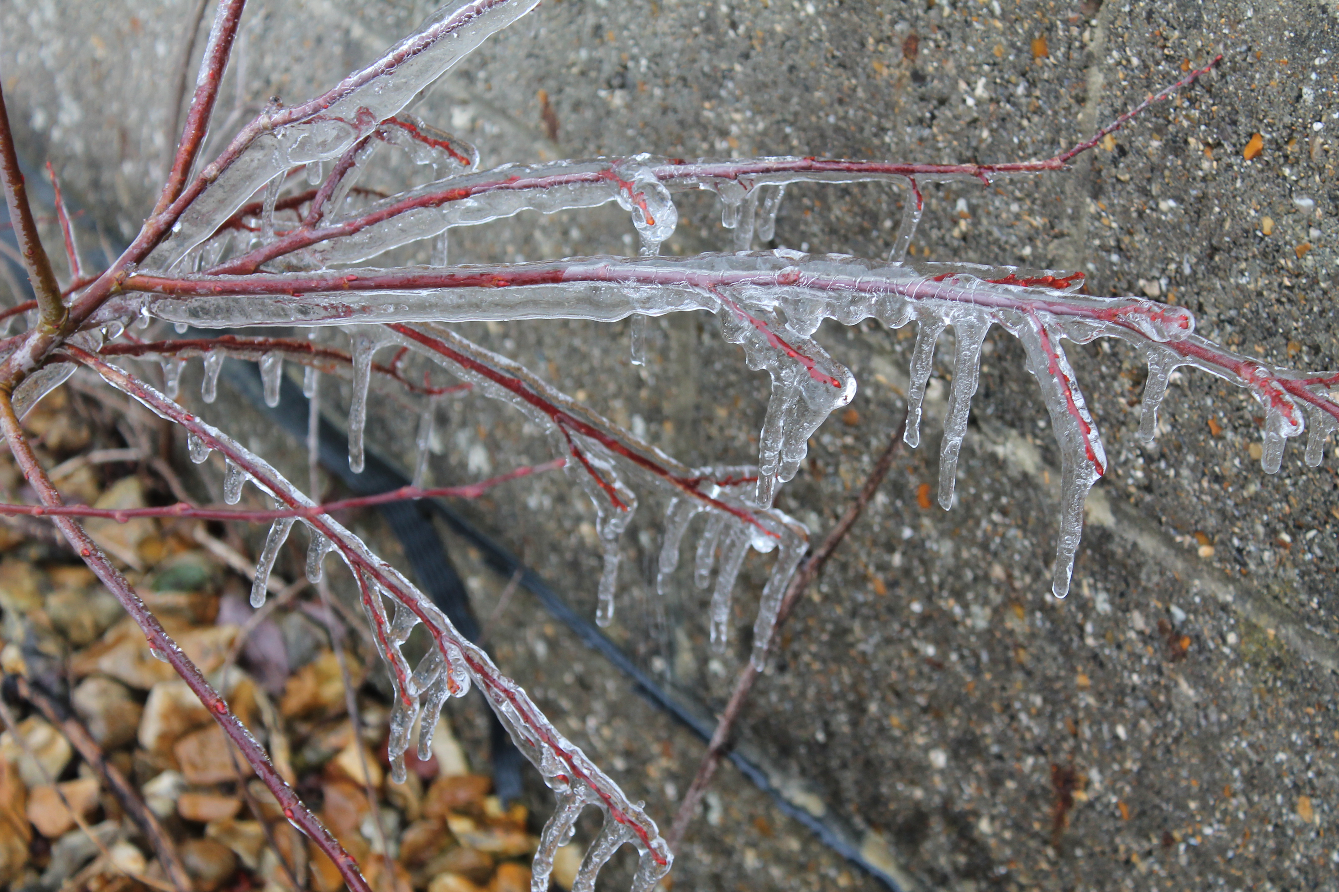 Icey Plant